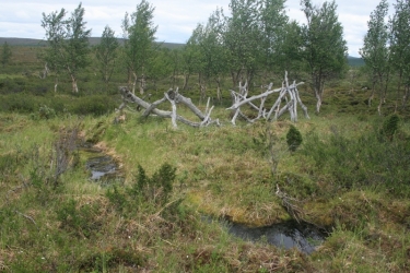 Kuolleita puita kehikkomaisessa muodostelmassa tunturimaisemassa.