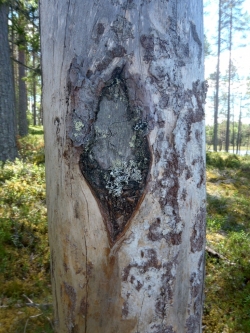Kaarnaton puunrunko, josta on leikattu pala kuorta pois.