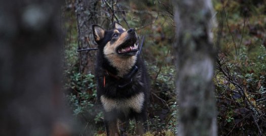 Facebook: Pohjois-Karjalaan voi nyt hankkia lupia karhunmetsästyskoirien koulutukseen....