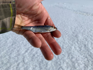 Pieni kala ihmisen kädellä. Taustalla luminen jää.