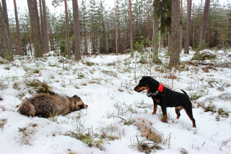 Pieni koira, jolla on panta kaulassa, seisoo lumisessa metsässä ja katsoo maassa makaavaa supikoiraa.