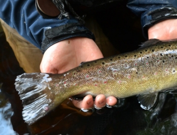 A planted trout does not have an adipose fin.
