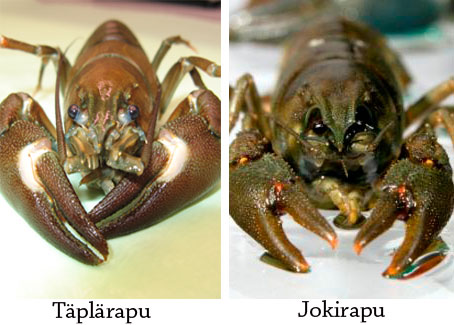 On the left there is a photo of a signal crayfish, and on the right there is a photo of a noble crayfish.